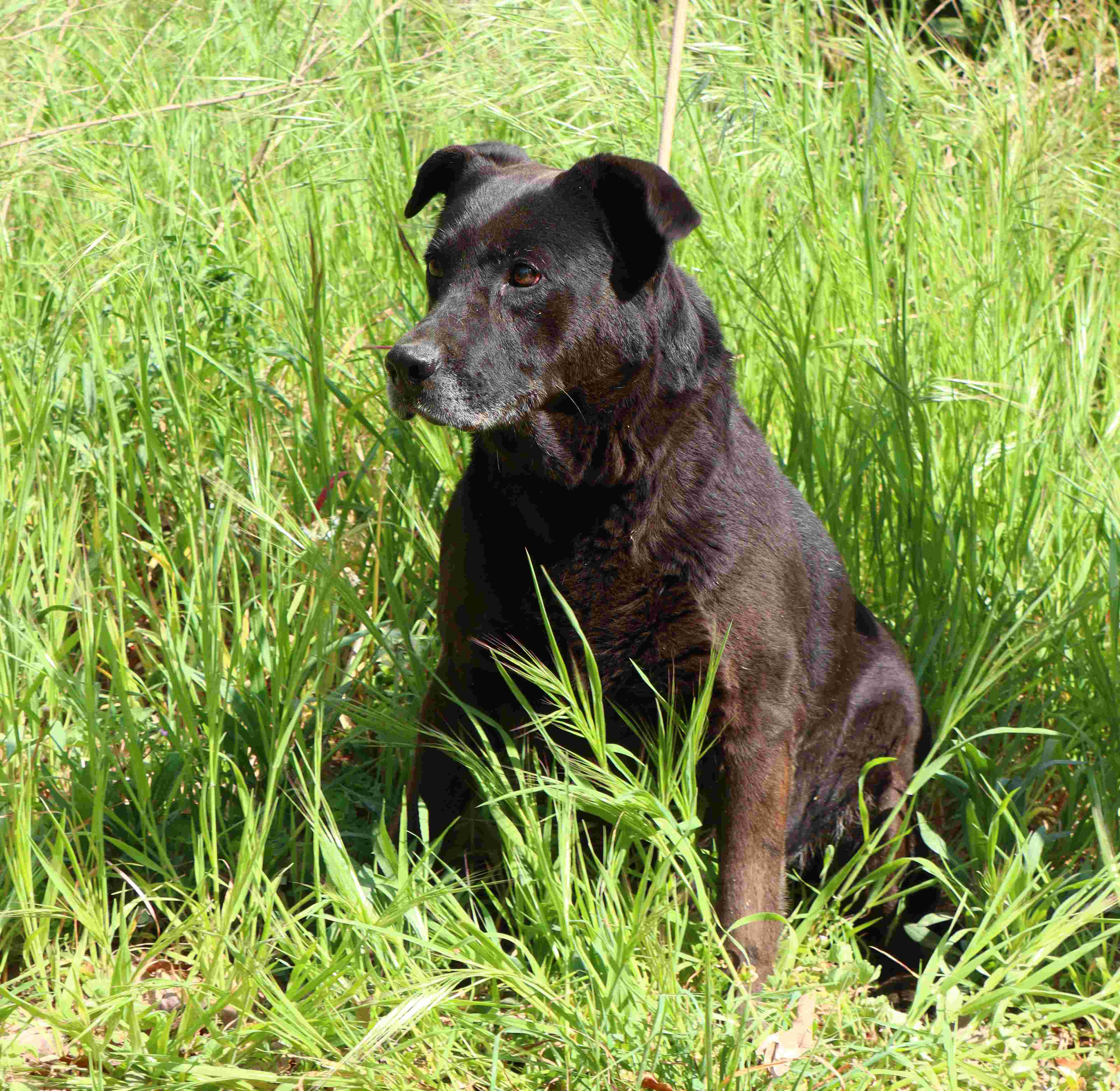 SASHA (1039)